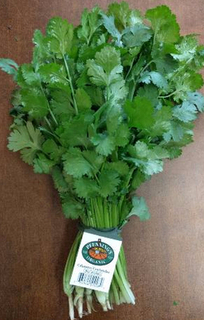 Cilantro Bunch 